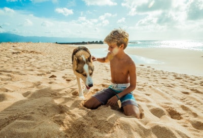 Hond op vakantie